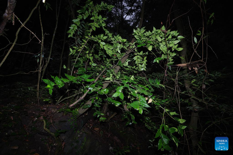 Loai thuc vat chua tung thay tren the gioi xuat hien tai Viet Nam-Hinh-5