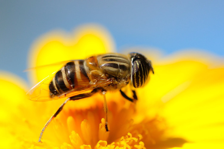 Top loai vat co “cua quy” ky la nhat hanh tinh, kinh ngac so 3-Hinh-5