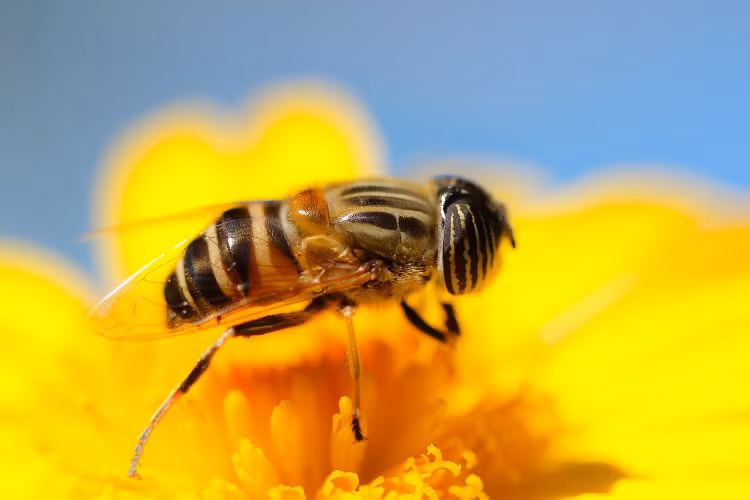 Top loai vat co “cua quy” ky la nhat hanh tinh, kinh ngac so 3-Hinh-5