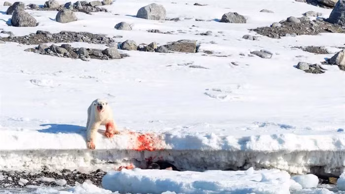 8 dong vat an thit dong loai khong chop mat, dang so loai cuoi-Hinh-8