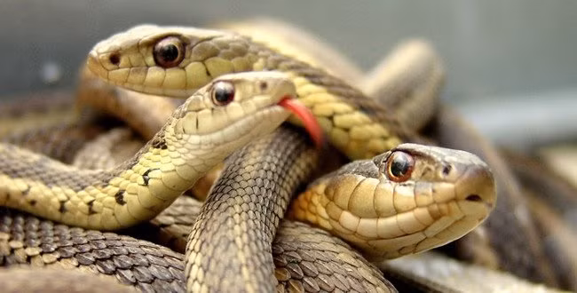 8 dong vat an thit dong loai khong chop mat, dang so loai cuoi