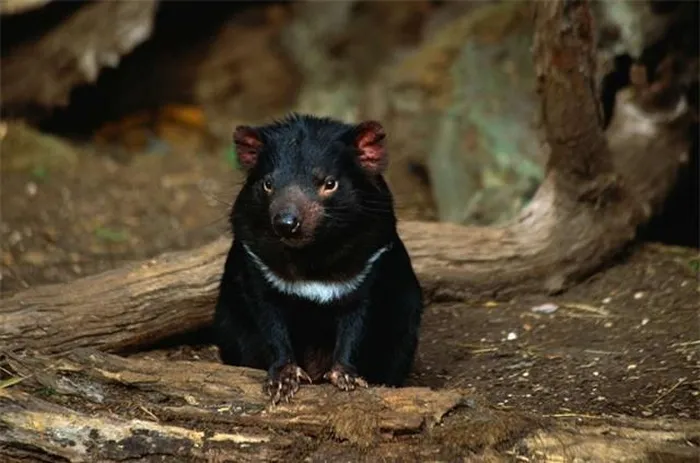 Loai thu sat thu hoi sinh sau 3.000 nam, tieng keu gay am anh-Hinh-4