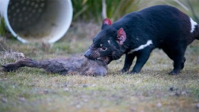 Loai thu sat thu hoi sinh sau 3.000 nam, tieng keu gay am anh-Hinh-3