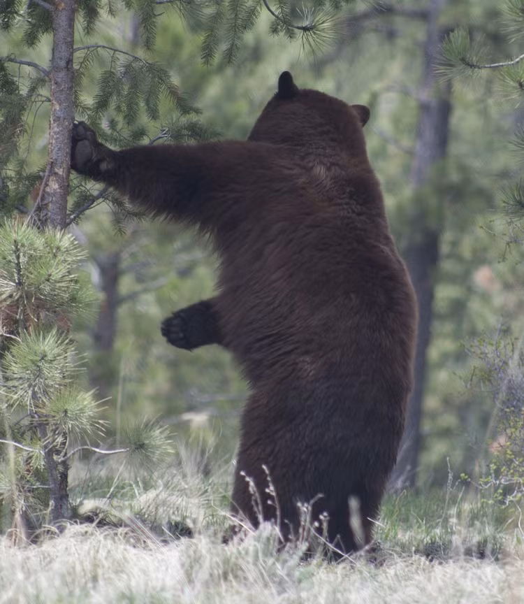 Di cam trai, vo tinh chup duoc anh quai vat Bigfoot ngoi xom-Hinh-3