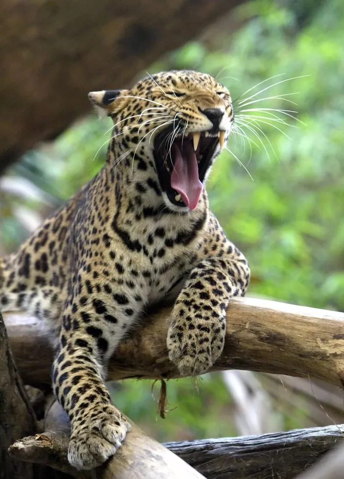 Di choi vung nong thon, bat ngo thay quai thu lon von tren dong-Hinh-3