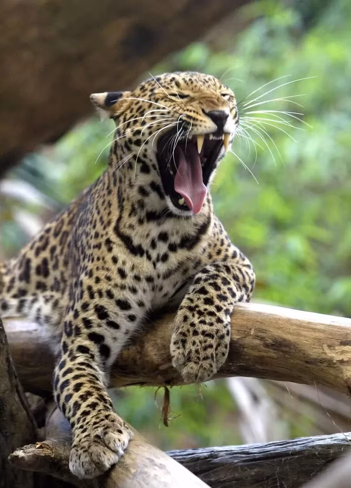 Di choi vung nong thon, bat ngo thay quai thu lon von tren dong-Hinh-3