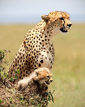 Di choi vung nong thon, bat ngo thay quai thu lon von tren dong-Hinh-6