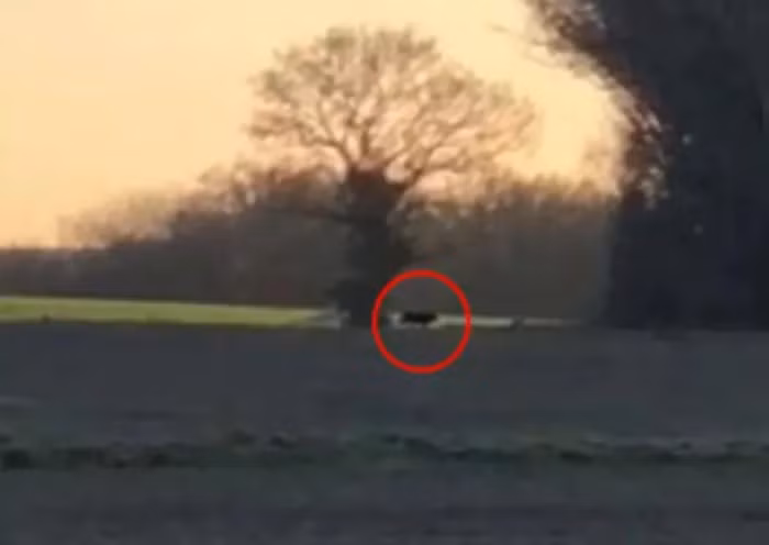 Di choi vung nong thon, bat ngo thay quai thu lon von tren dong-Hinh-2