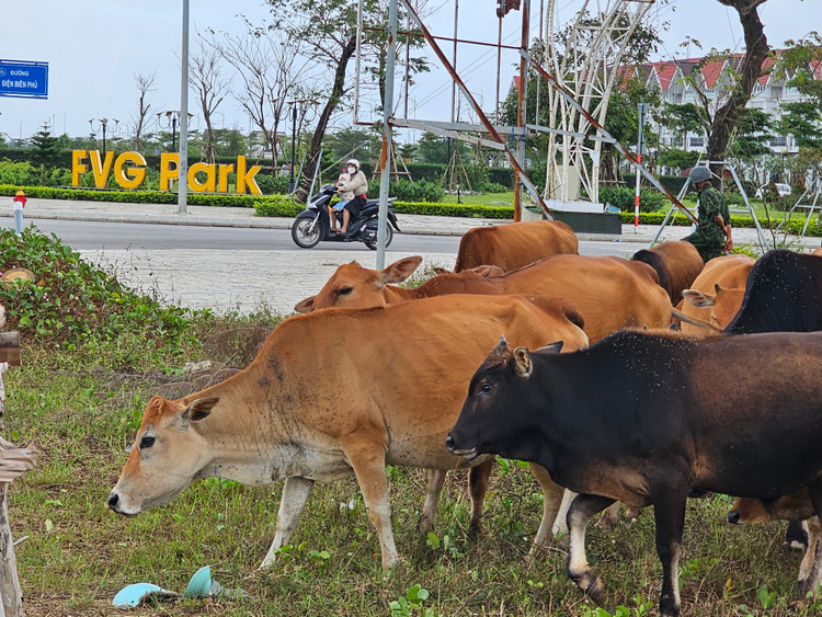 Quang Nam: Khu do thi sinh thai “5 sao” thanh noi chan tha gia suc-Hinh-3