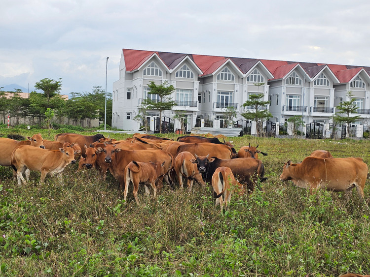 Quang Nam: Khu do thi sinh thai “5 sao” thanh noi chan tha gia suc-Hinh-10