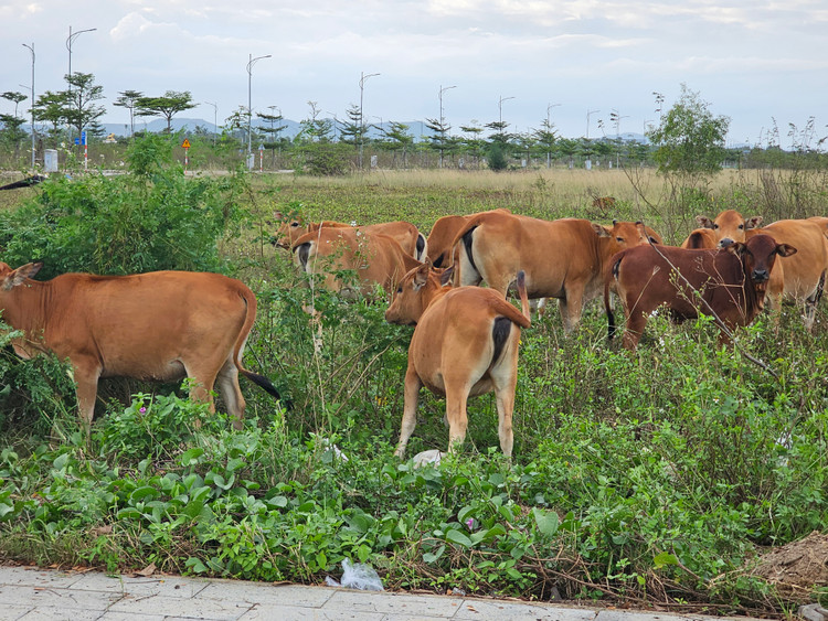 Quang Nam: Khu do thi sinh thai “5 sao” thanh noi chan tha gia suc-Hinh-9