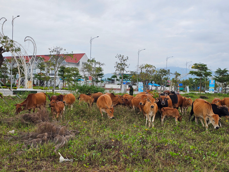 Quang Nam: Khu do thi sinh thai “5 sao” thanh noi chan tha gia suc-Hinh-4