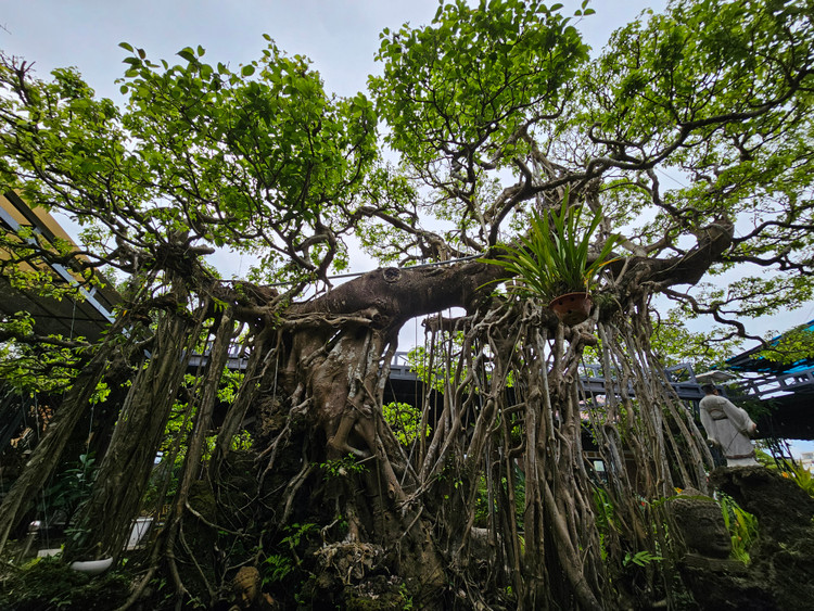 Can canh tuyet pham bonsai “con rong Chau A” tien ty co 1-0-2-Hinh-3