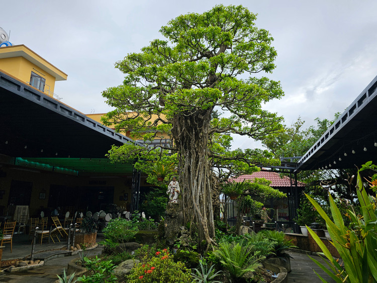 Can canh tuyet pham bonsai “con rong Chau A” tien ty co 1-0-2-Hinh-9