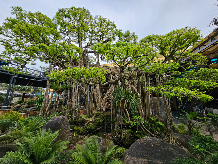 Can canh tuyet pham bonsai “con rong Chau A” tien ty co 1-0-2-Hinh-11