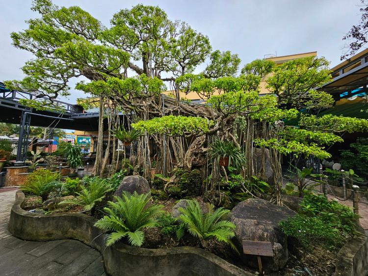 Can canh tuyet pham bonsai “con rong Chau A” tien ty co 1-0-2