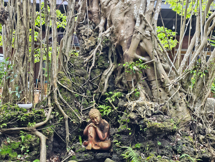 Can canh tuyet pham bonsai “con rong Chau A” tien ty co 1-0-2-Hinh-10