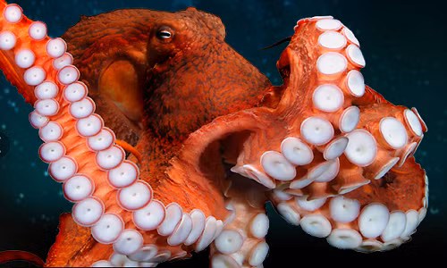 Choang ngop top 5 dong vat khong lo nhat dai duong: Giat minh so 2!-Hinh-10