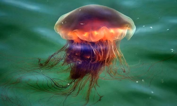 Choang ngop top 5 dong vat khong lo nhat dai duong: Giat minh so 2!-Hinh-3