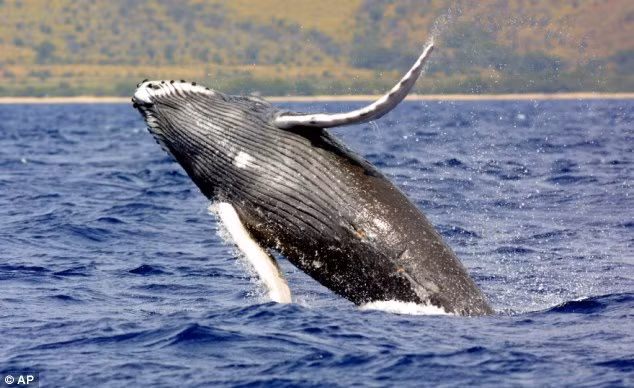 Choang ngop top 5 dong vat khong lo nhat dai duong: Giat minh so 2!-Hinh-5