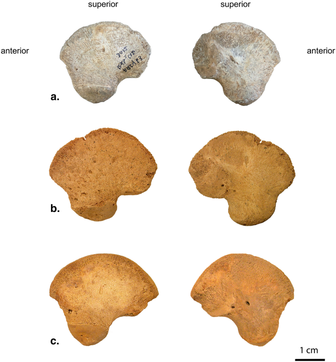 Phat hien hai cot con lai chua tung thay: Lich su phai viet lai?-Hinh-2