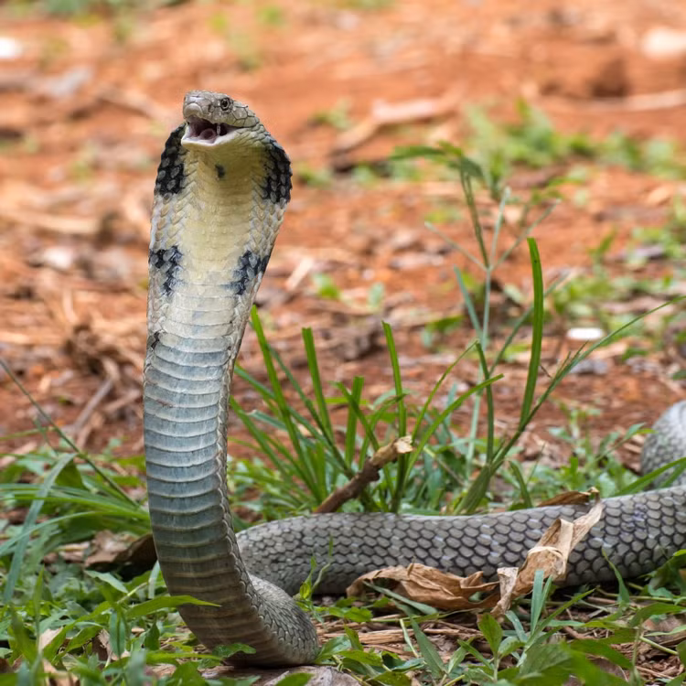 5 loai ran doc nhat the gian: So 3 o Viet Nam rat nhieu!-Hinh-5