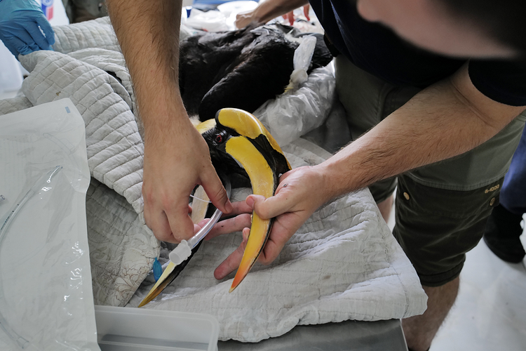 Tai tha 2 ca the hong hoang: Loai “linh dieu ha pham” hiem nhat VN!-Hinh-8