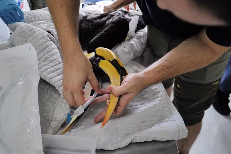 Tai tha 2 ca the hong hoang: Loai “linh dieu ha pham” hiem nhat VN!-Hinh-8