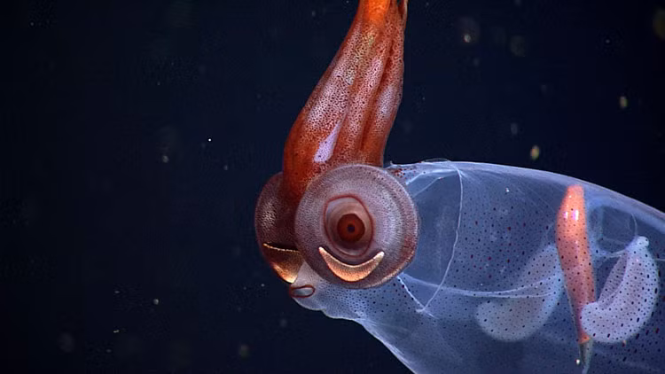 Ky la con muc het “nguoi ngoai hanh tinh” voi doi mat do-Hinh-7