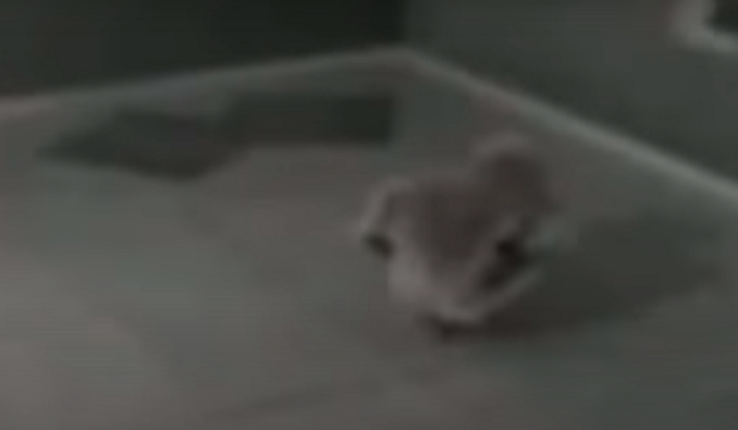 Lo clip nguoi ngoai hanh tinh bi bat giu, chuyen gia giai ma chan dong-Hinh-3