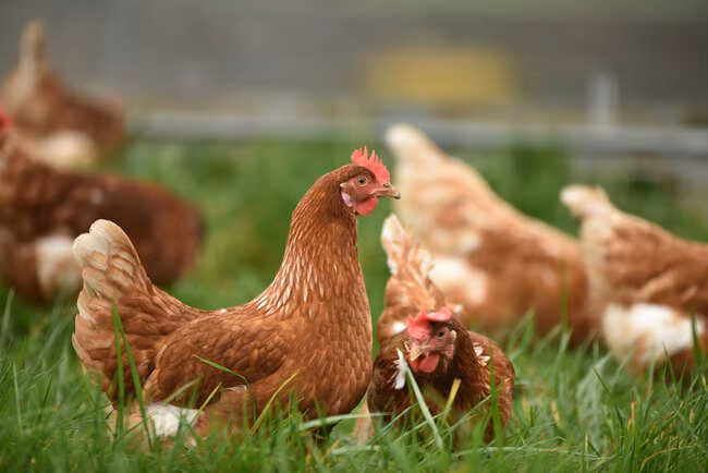 Mo bung ga thay “di vat”, nhieu nguoi tranh nhau tra gia hang chuc ty-Hinh-4