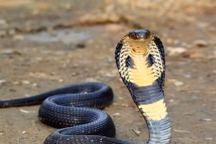 Dang di bo, soc nang thay cap doi “quai thu