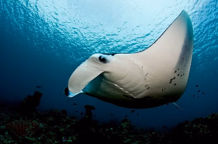 Ban “quai ngu” khung hon 1.000 kg, ngu dan khoc rong vi gap hoa-Hinh-5