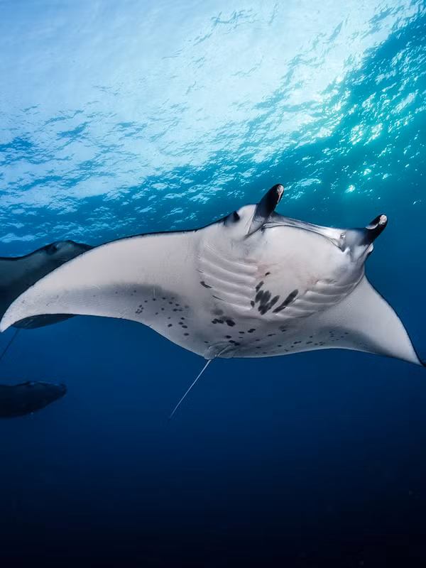 Ban “quai ngu” khung hon 1.000 kg, ngu dan khoc rong vi gap hoa-Hinh-2