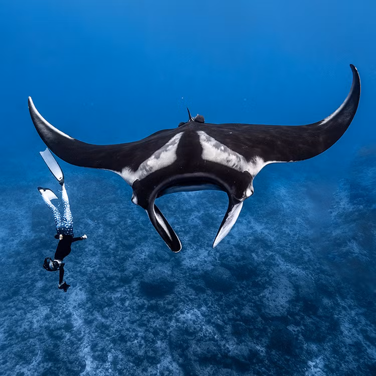 Ban “quai ngu” khung hon 1.000 kg, ngu dan khoc rong vi gap hoa-Hinh-6