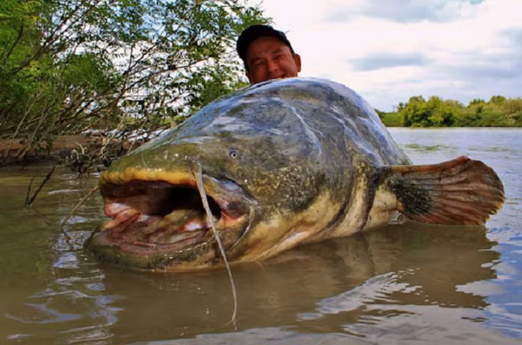 Di cau ca, het hon dung trung 'thuy quai' tung an thit nguoi-Hinh-11