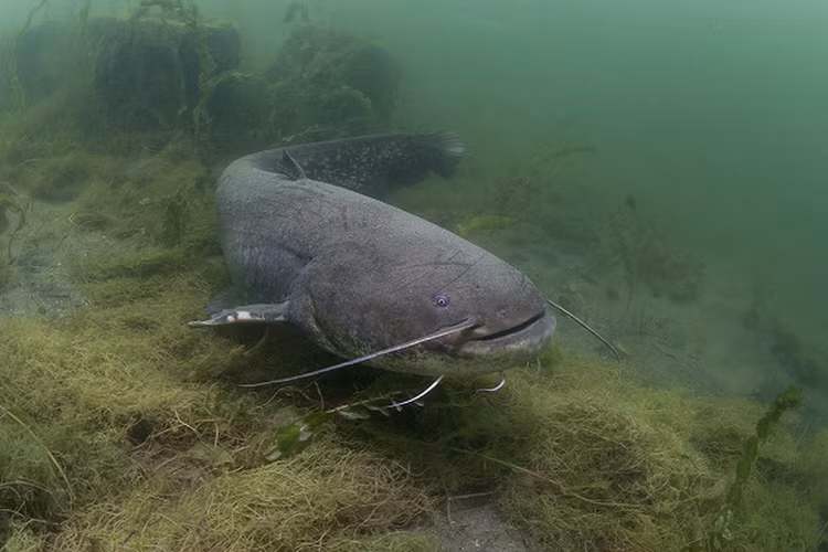 Di cau ca, het hon dung trung 'thuy quai' tung an thit nguoi-Hinh-7