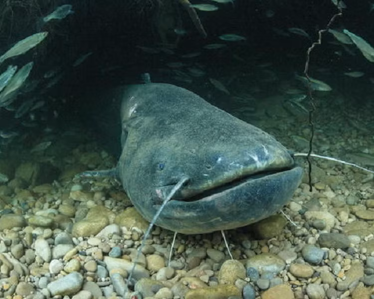 Di cau ca, het hon dung trung 'thuy quai' tung an thit nguoi-Hinh-5