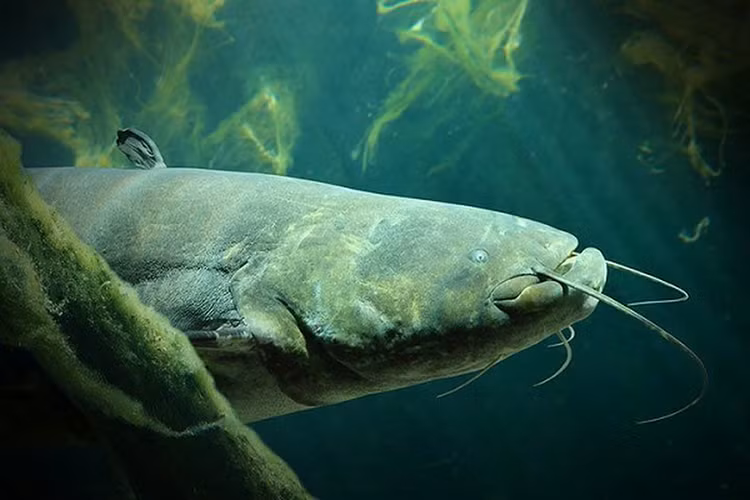 Di cau ca, het hon dung trung 'thuy quai' tung an thit nguoi-Hinh-9