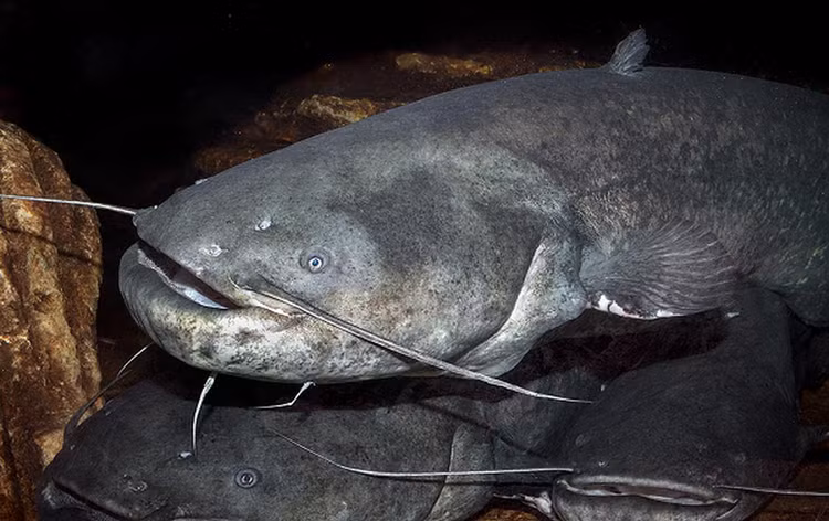 Di cau ca, het hon dung trung 'thuy quai' tung an thit nguoi-Hinh-6