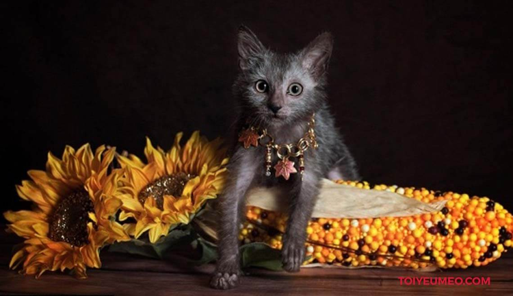 Doc la giong meo “ma soi” gia sieu chat, dai gia thi nhau san lung-Hinh-4