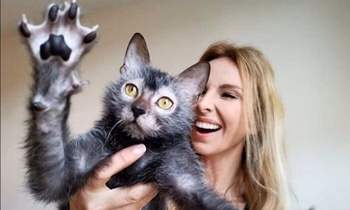 Doc la giong meo “ma soi” gia sieu chat, dai gia thi nhau san lung-Hinh-8