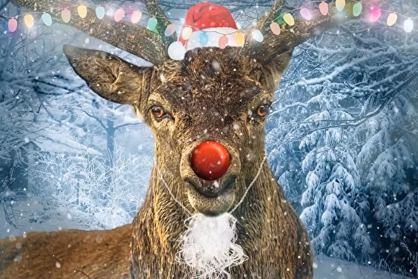 Su that ngo ngang chua he lo ve Giang sinh va ong gia Noel-Hinh-4