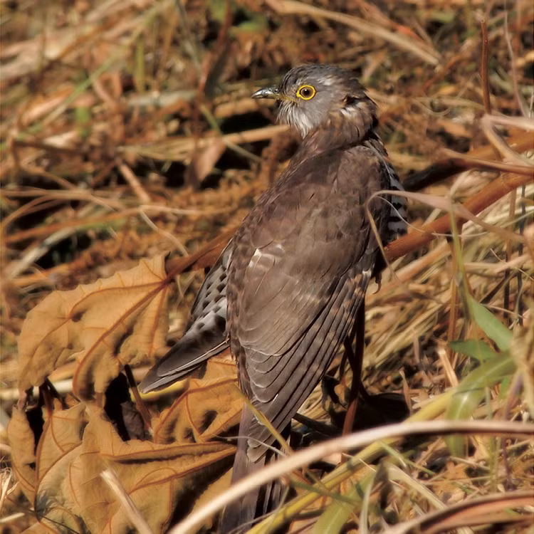 Chiem nguong 8 loai chim quy hiem, doc la bac nhat Viet Nam-Hinh-3