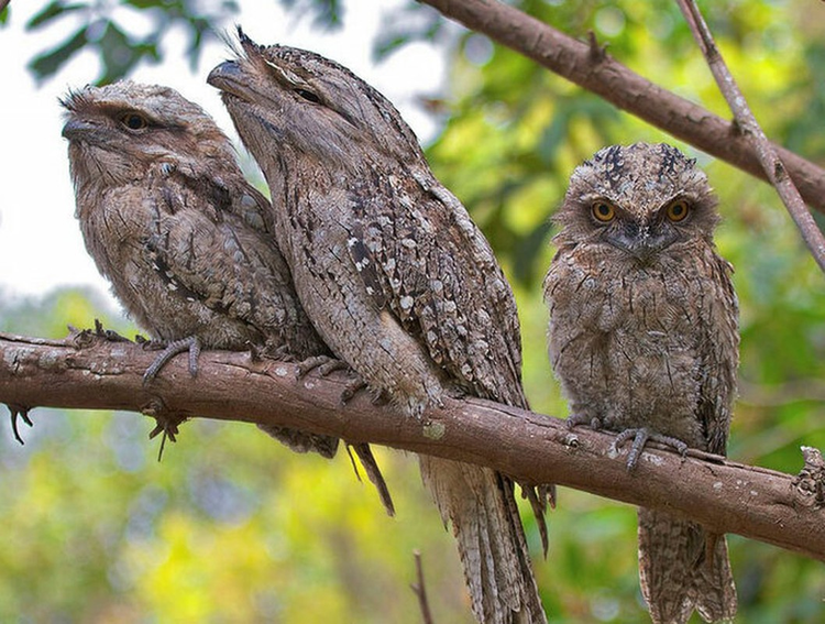 Chiem nguong 8 loai chim quy hiem, doc la bac nhat Viet Nam