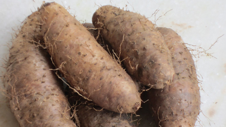 Loai cu trong xu xi duoc vi “nhan sam binh dan”, Viet Nam co nhieu!-Hinh-4