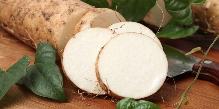 Loai cu trong xu xi duoc vi “nhan sam binh dan”, Viet Nam co nhieu!-Hinh-5