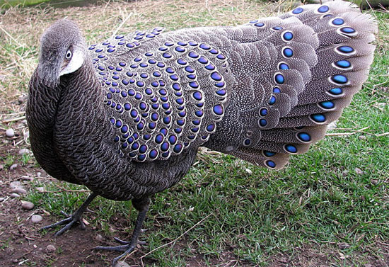 Me man loai ga “quy nhu vang” cua Viet Nam: Dep tua chim cong!-Hinh-2