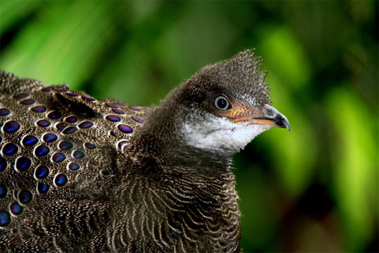 Me man loai ga “quy nhu vang” cua Viet Nam: Dep tua chim cong!-Hinh-7