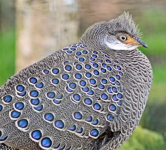 Me man loai ga “quy nhu vang” cua Viet Nam: Dep tua chim cong!-Hinh-5